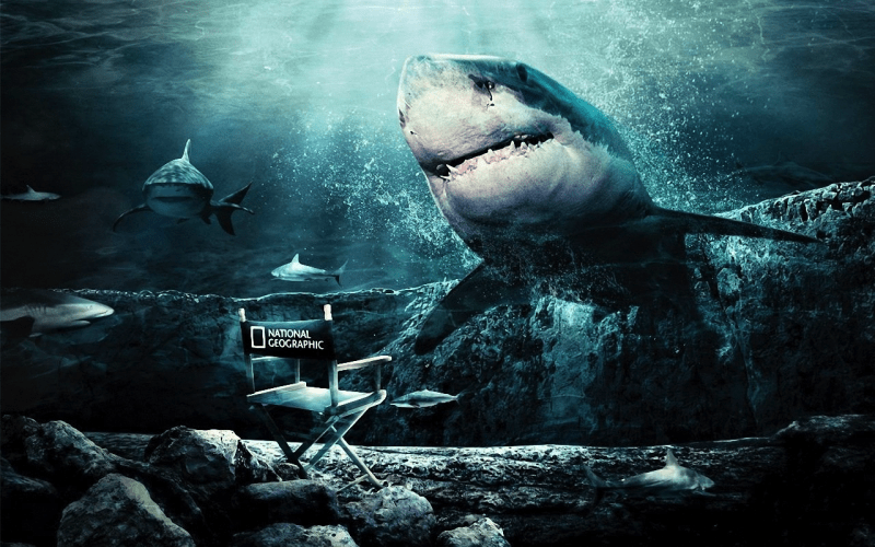 shark_national_geographic_animals_hd-wallpaper-156724