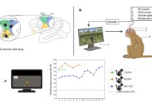 Пластичные нейроинтерфейсы помогут управлять инвалидными колясками и протезами